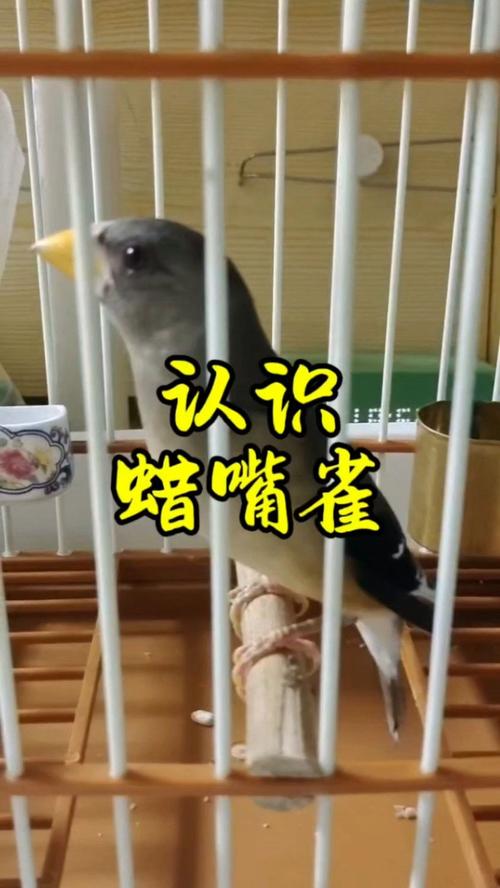 蜡嘴鸟如何分公母？蜡嘴鸟如何分公母视频