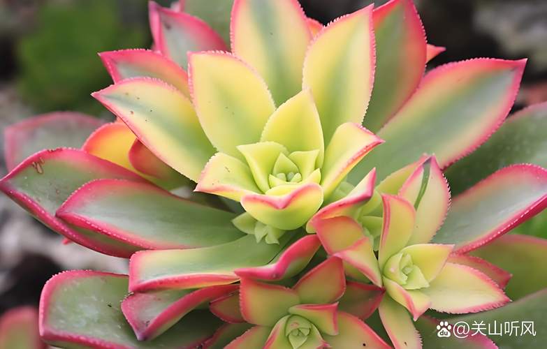 请问多肉植物那些品种有毒？哪些多肉植物有毒?