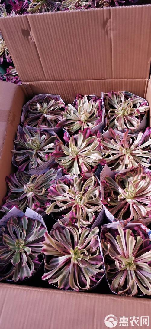 请问多肉植物那些品种有毒?哪些多肉植物有毒?