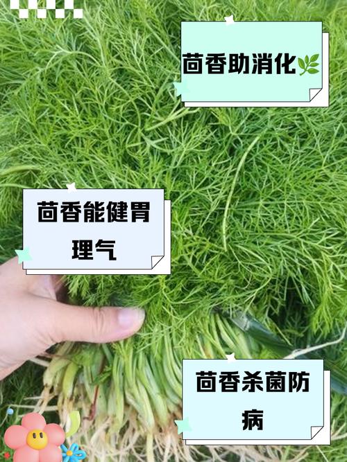 来姨妈能不能吃茴香？例假来了可以吃茴香吗