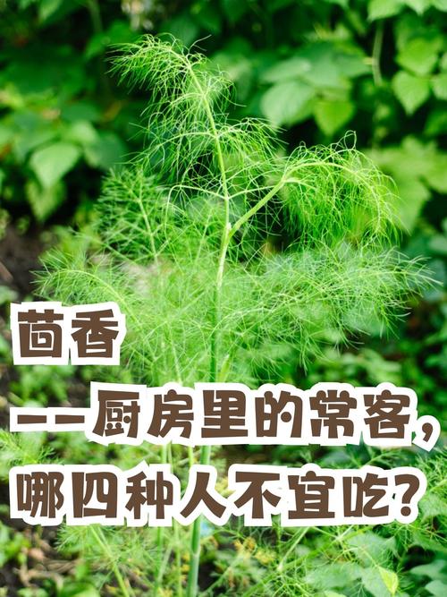 来姨妈能不能吃茴香?例假来了可以吃茴香吗