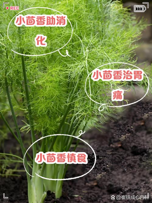 来姨妈能不能吃茴香?例假来了可以吃茴香吗