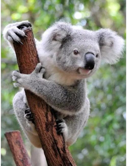 考拉在哪个国家出名？考拉住在哪个国家