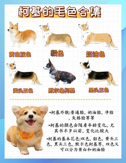 柯基和巴哥养哪种狗狗比较好？柯基和巴哥哪个体型大