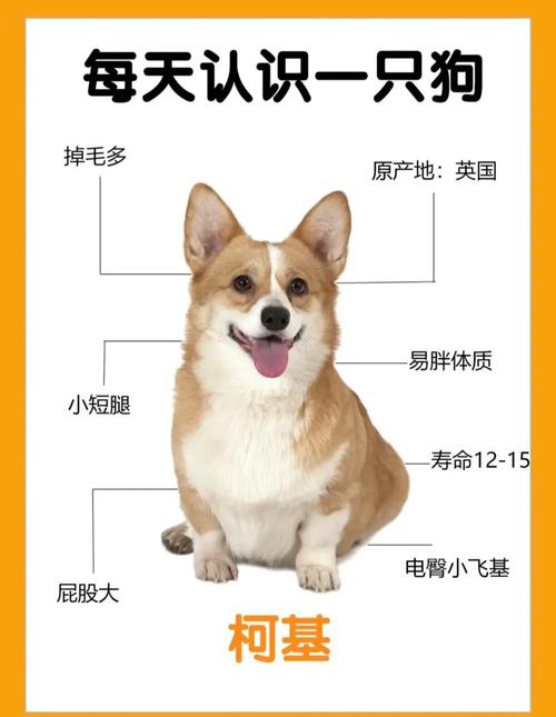 柯基和巴哥养哪种狗狗比较好?柯基和巴哥哪个体型大