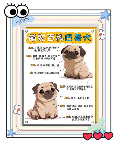 柯基和巴哥养哪种狗狗比较好?柯基和巴哥哪个体型大