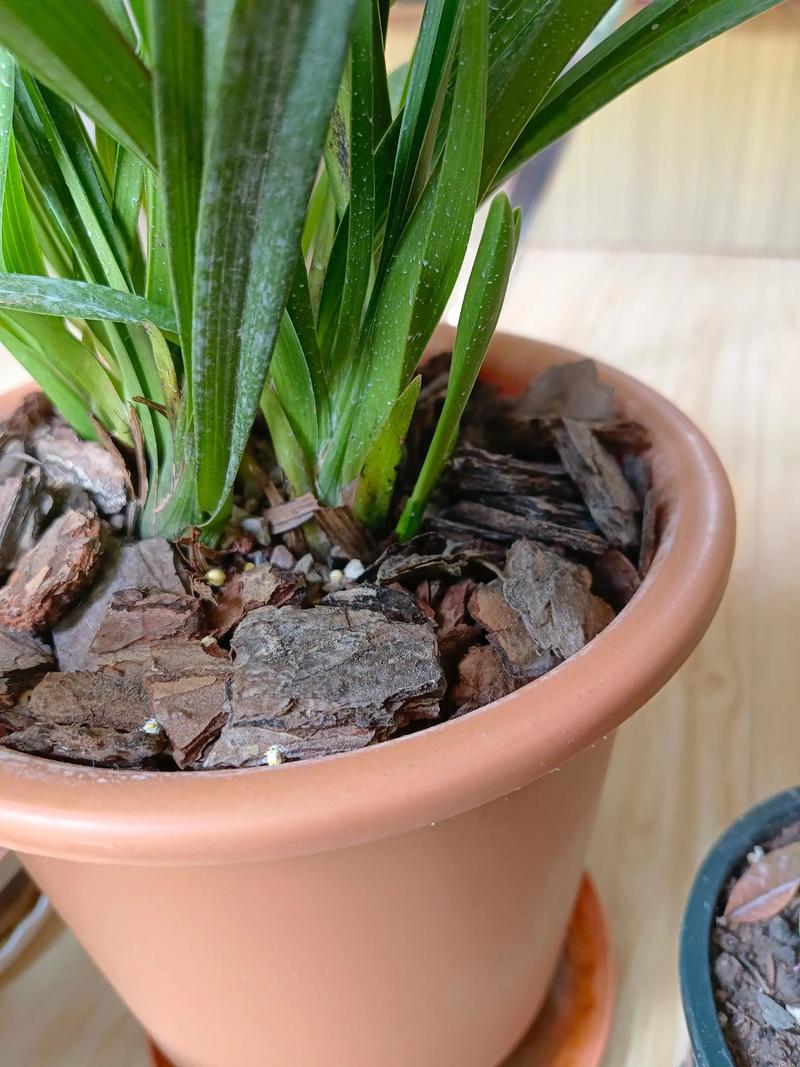 兰花夏天会发芽吗？兰花会在夏天开吗