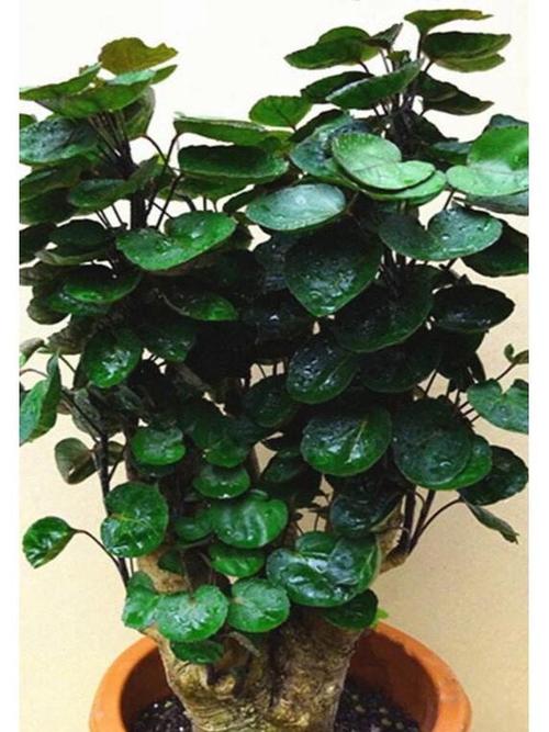 钱兜兜怎么养才能更旺盛？钱兜怎么养护