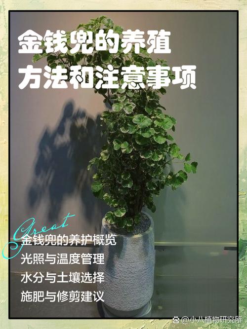 钱兜兜怎么养才能更旺盛?钱兜怎么养护