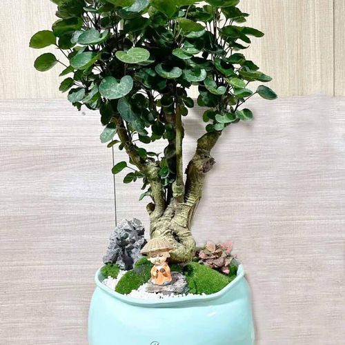 钱兜兜怎么养才能更旺盛?钱兜怎么养护