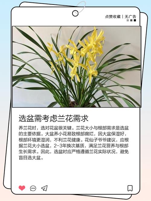 兰花用小盆还是大盆？兰花用盆的选择大小