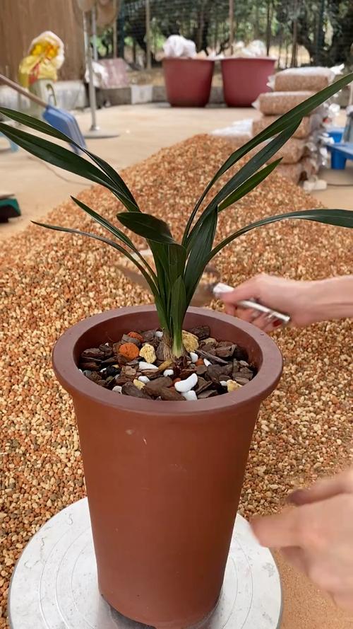 兰花盆面铺石头危害？养兰花盆面必须铺石子吗