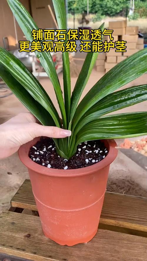 兰花盆面铺石头危害?养兰花盆面必须铺石子吗