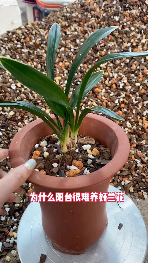 兰花盆面铺石头危害?养兰花盆面必须铺石子吗