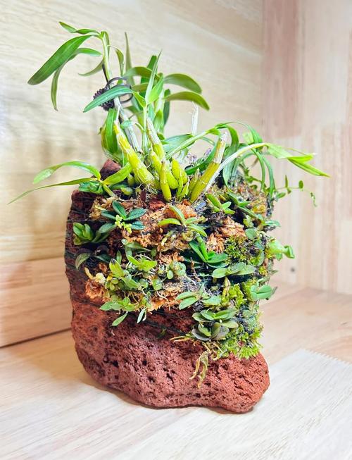 兰花花盆上面放石子怎样？兰花盆上面一般放什么