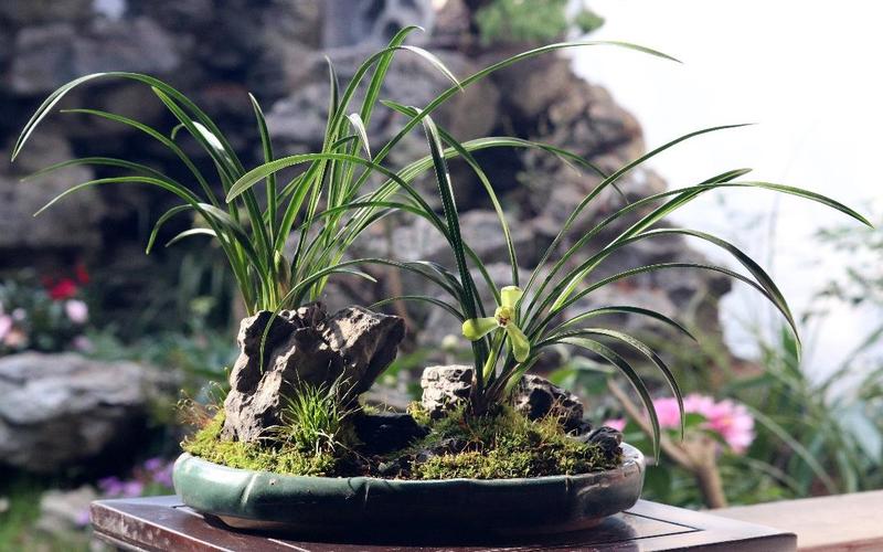 兰花花盆上面放石子怎样?兰花盆上面一般放什么