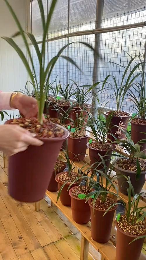 兰花花盆上面放石子怎样?兰花盆上面一般放什么