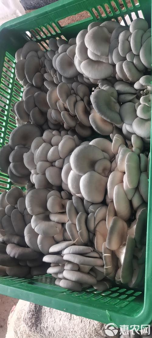 平菇品种有哪些种类？平菇菌种有哪些品种