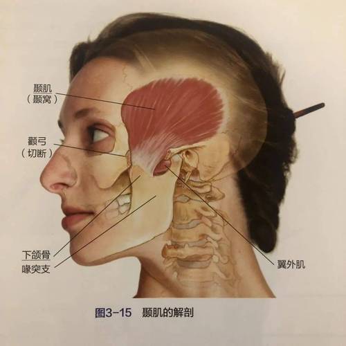 咀嚼肌在哪个位置？咀嚼肌的名称及位置
