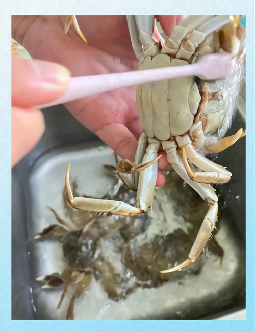 螃蟹离开水能活吗?螃蟹离开水能活吗视频