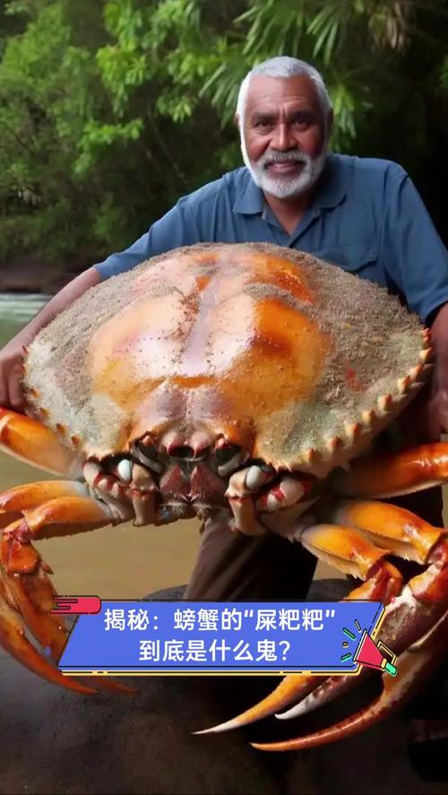 螃蟹从哪儿拉粑粑?螃蟹是怎么排泄粪便的