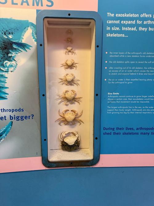 螃蟹从哪儿拉粑粑?螃蟹是怎么排泄粪便的