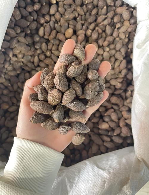 胖大海出产地在哪里？胖大海中国产地