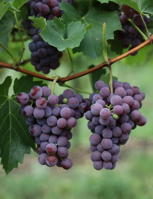 葡萄是不是藤本植物？葡萄是藤类植物吗