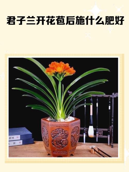 君子兰应施什么肥？君子兰施什么肥不夹箭