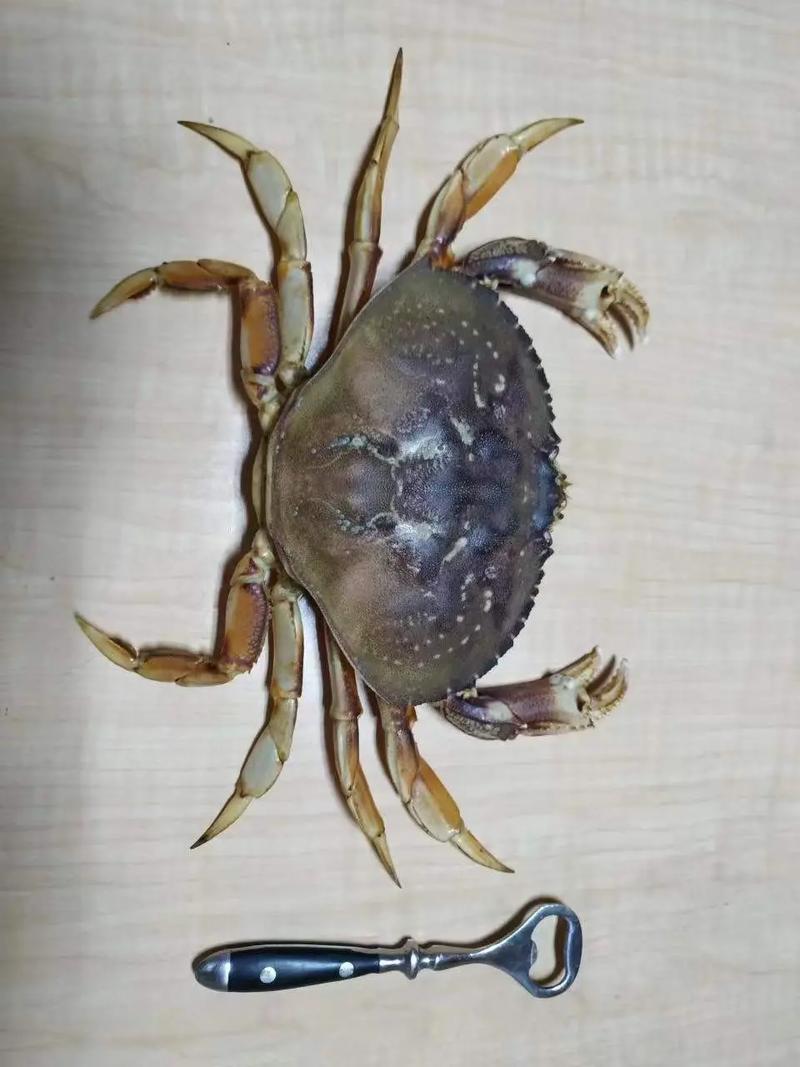 螃蟹有八条腿什么也有八条腿？螃蟹的八条腿叫什么