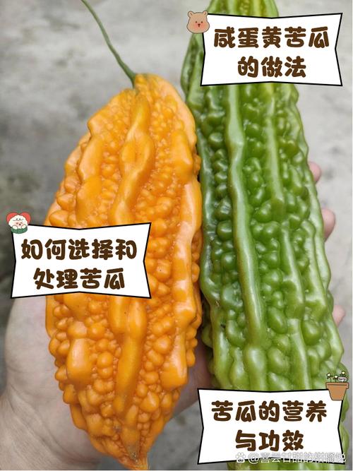 苦瓜为什么发黄还能吃？苦瓜发黄还能吃吗?