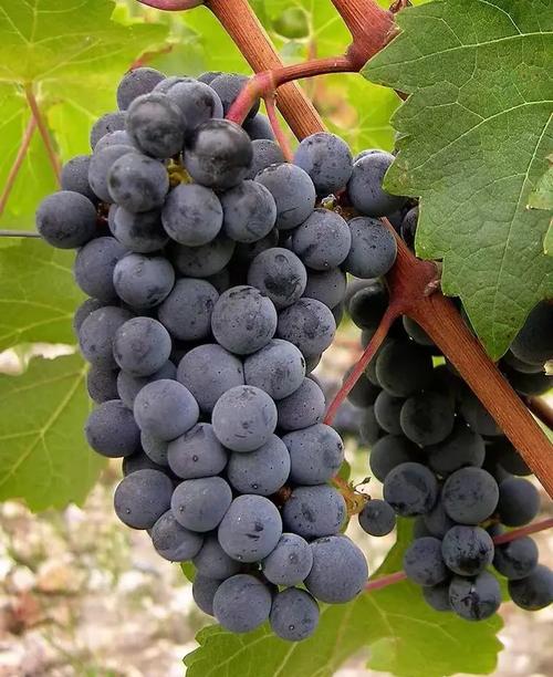 葡萄是水果中的什么？葡萄是水果中的什么之称