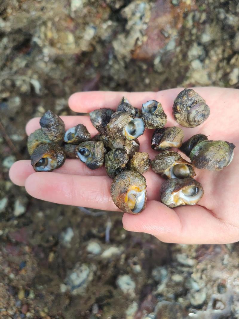 请教青口螺苗养殖方法？青口螺什么时候会附苗