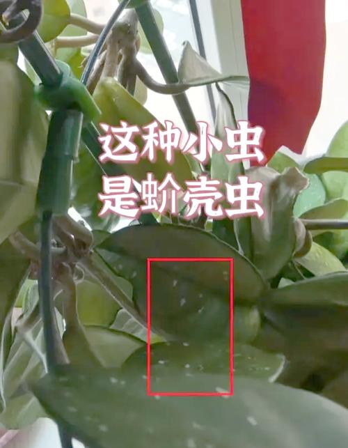 盆栽有虫子了用什么办法?盆栽有虫子了用什么办法去除