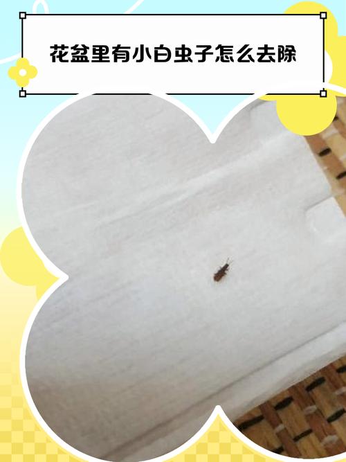 盆栽有虫子了用什么办法?盆栽有虫子了用什么办法去除
