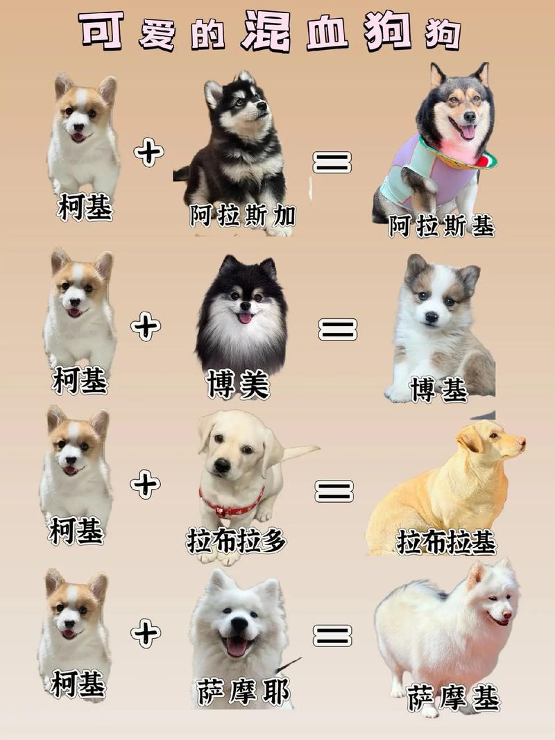 柯基犬和秋田犬哪个更值得推荐？柯基和秋田的串串