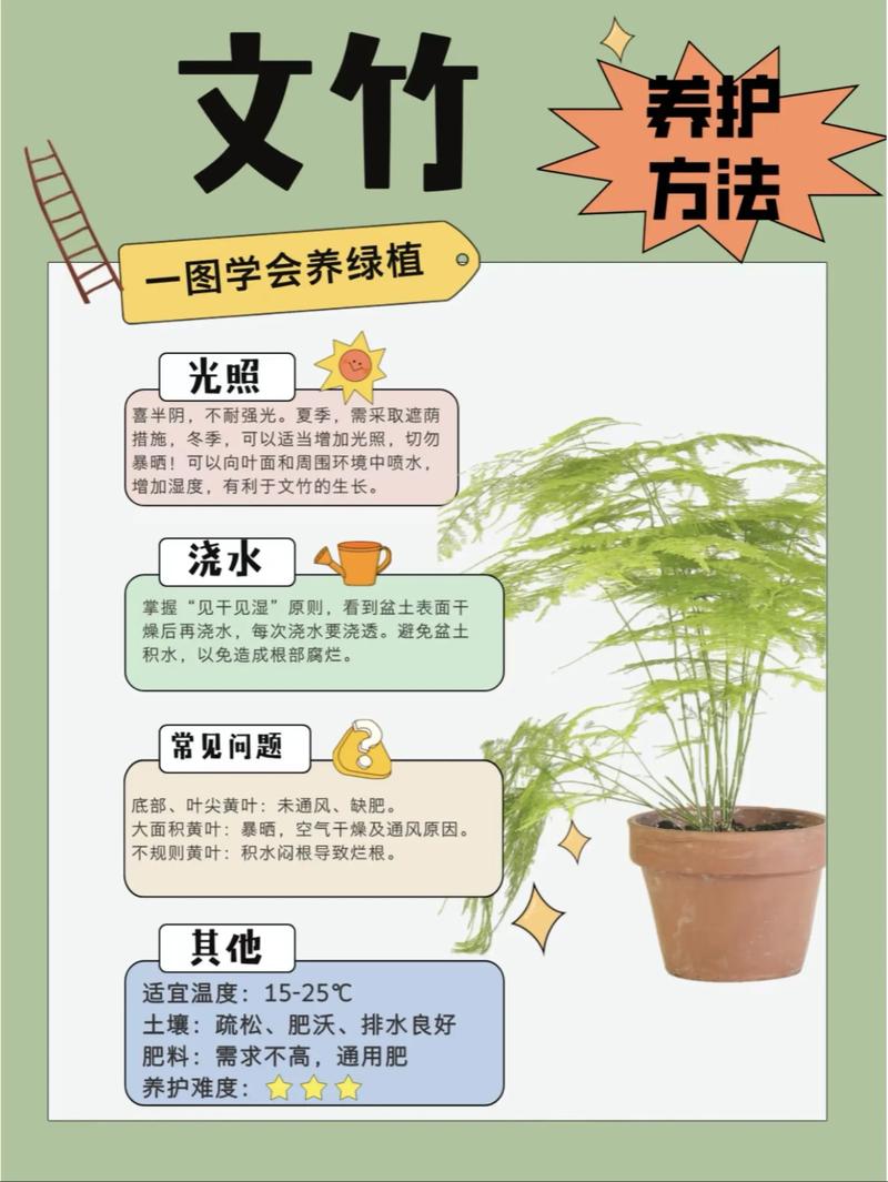 文竹盆景养护管理？文竹盆景怎么养浇水