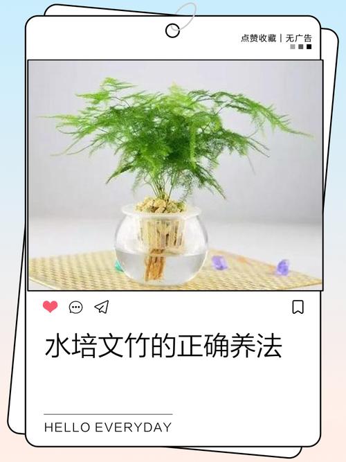 文竹盆景养护管理?文竹盆景怎么养浇水