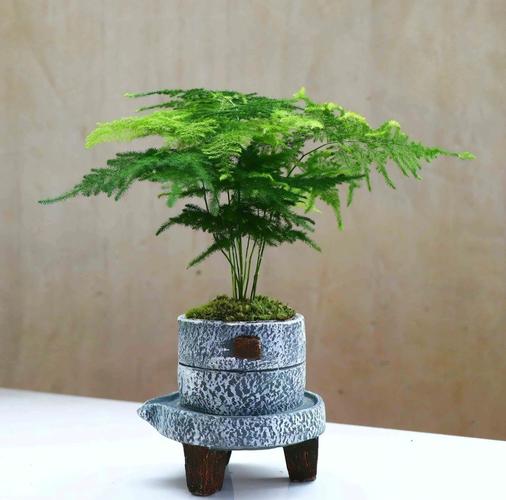 文竹盆景养护管理?文竹盆景怎么养浇水