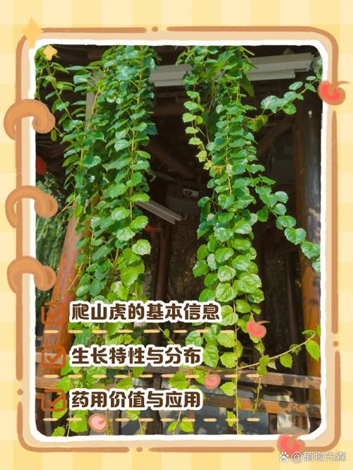 爬山虎有什么作用和特点？爬山虎的作用功能都干啥呢