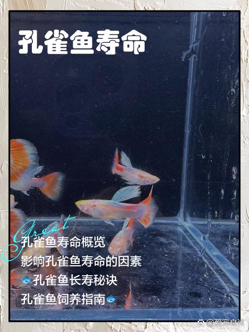 孔雀鱼多长时间长大一点？孔雀鱼多长时间长大一点啊