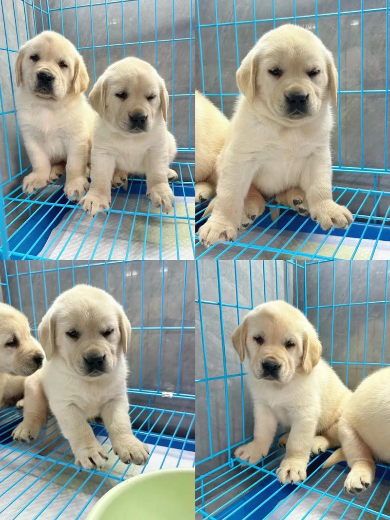 拉布拉多幼崽毛多长？拉布拉多幼犬毛多长为正常