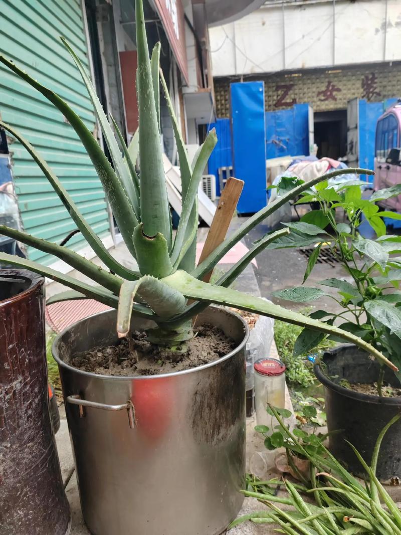 芦荟盆里长了很多小芦荟？芦荟盆里长了很多小芦荟怎么办