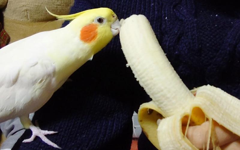 玄凤鹦鹉爱吃的食物？玄凤鹦鹉爱吃的食物和水果