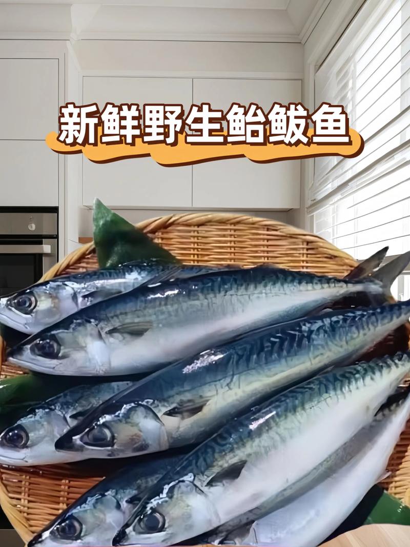 青鱼和鲅鱼的区别图？青鱼和鲅鱼的区别图片