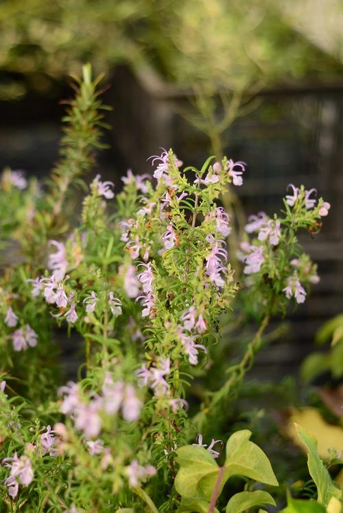 迷迭香的花有什么作用？迷迭香花图
