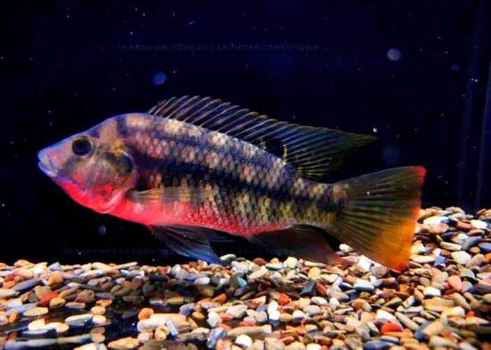 凶猛的齐氏罗非鱼？齐氏非鲫可以吃吗