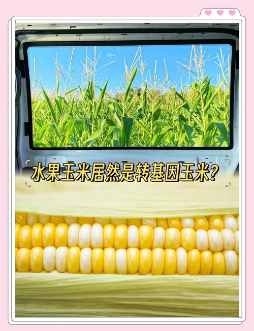 水果玉米到底是不是转基因食品？水果玉米是不是转基因农产品