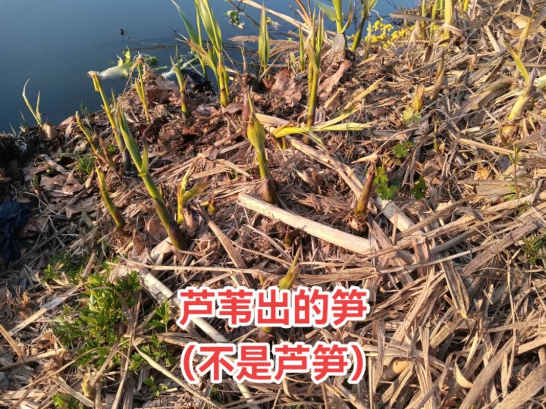 河边的芦苇笋可以吃吗有毒吗？河边的野生芦苇笋可以吃吗