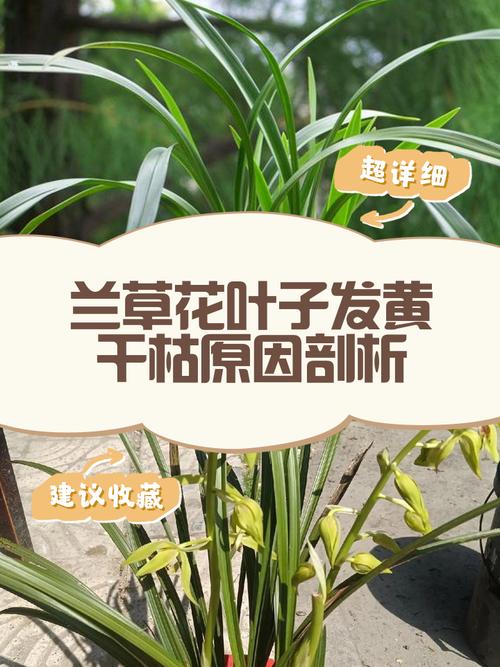 兰花干枯的叶子怎么处理？兰花干枯的叶子怎么处理好